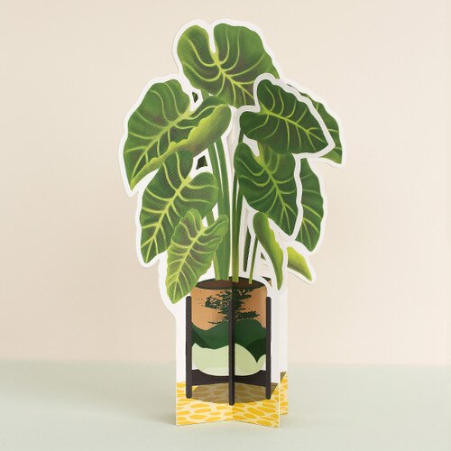 Elephant Ear Paper Plant